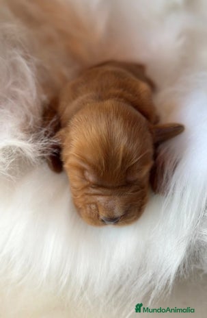 Cocker Spaniel Inglés perros - Anuncio 1