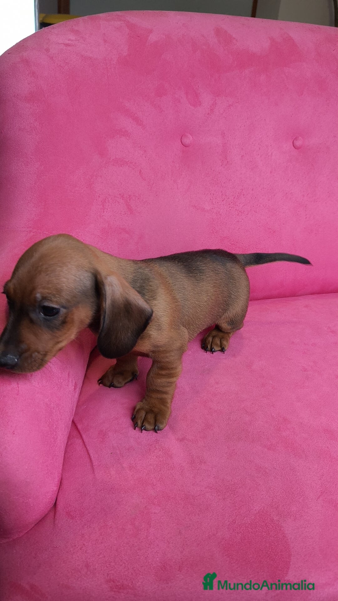 Teckel perros en venta: Teckel mini  - Anuncio 3