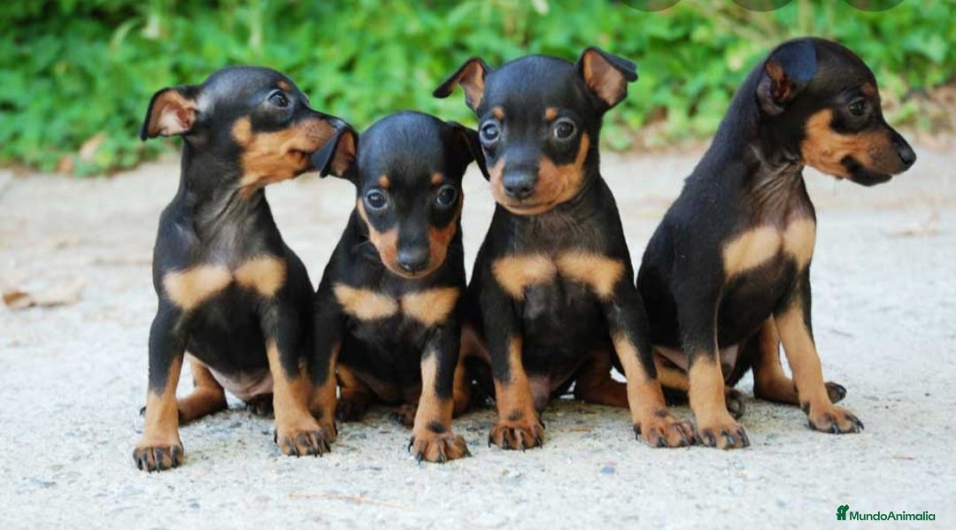 Ratón de Praga perros en venta: Ratón de Praga  - Anuncio 3