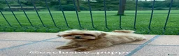 Maltipoo perros en venta: 🥇 Espectacular Maltipoo Toy Alta Calidad  - Anuncio 3
