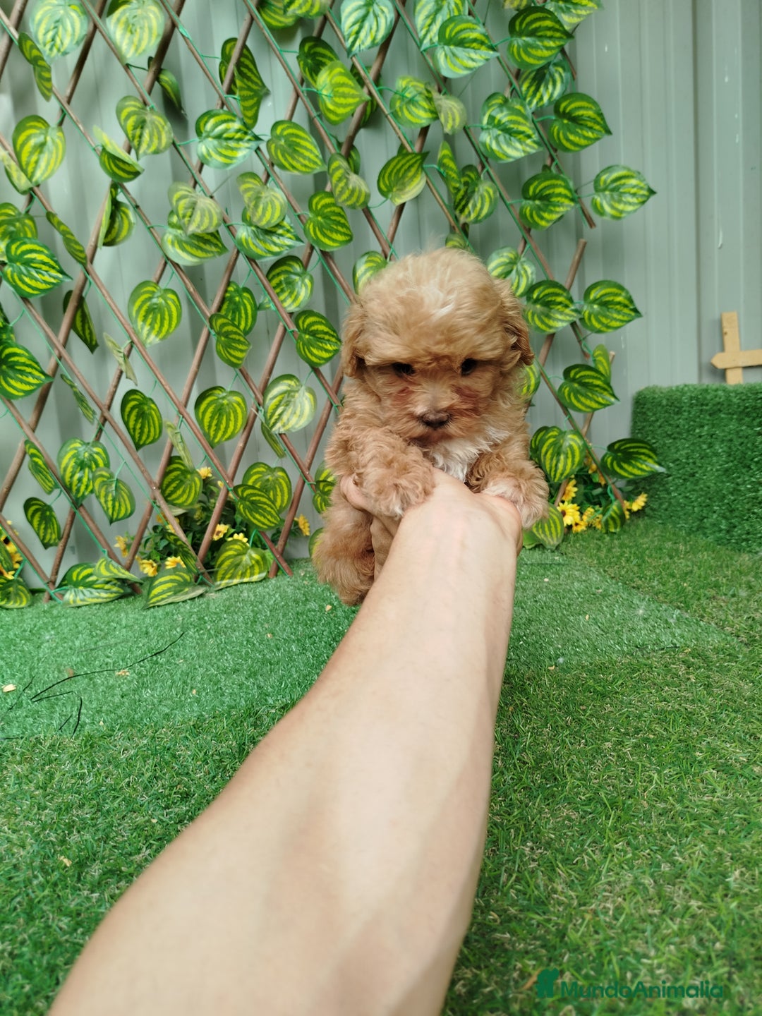 Maltipoo perros en venta: Maltipoo  - Imagen 4