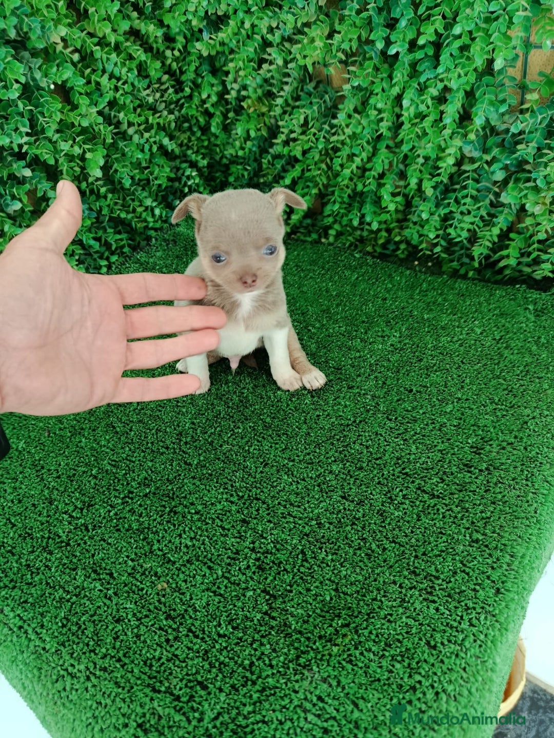 Chihuahua perros en venta: Chihuhuas  - Anuncio 1