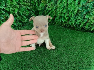 Chihuahua perros Chihuhuas - Anuncio 1