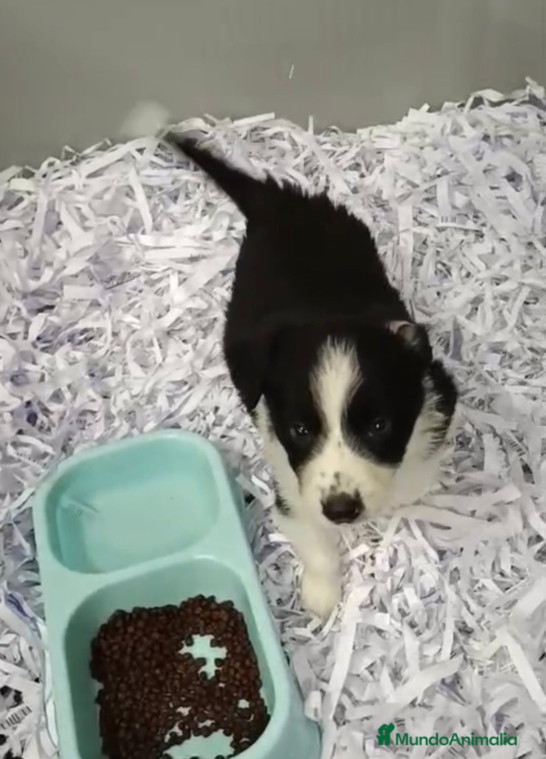 Border Collie perros en venta: BEBÉS DE BORDER COLLIE - Anuncio 3