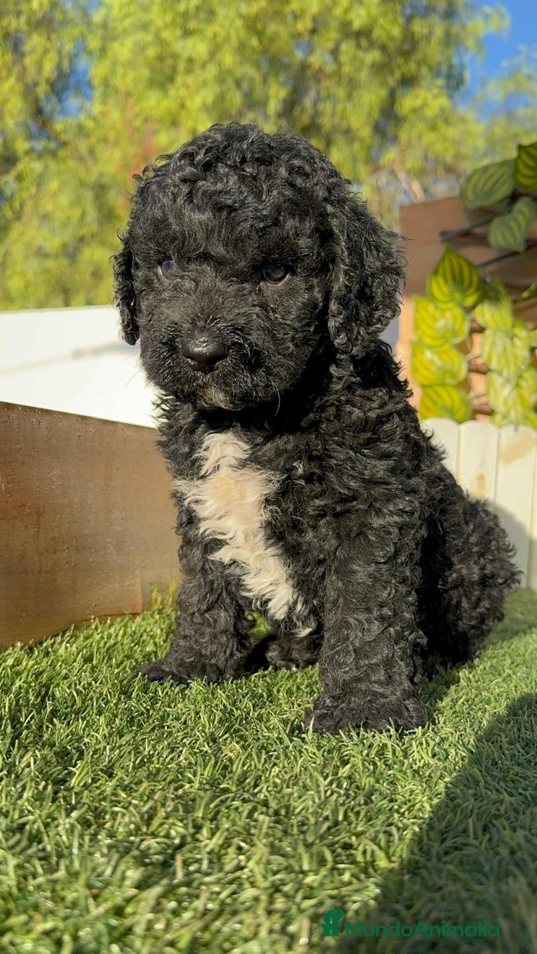 Perro de Agua Español perros en venta: PERRO DE AGUA ESPAÑOL - Imagen 3