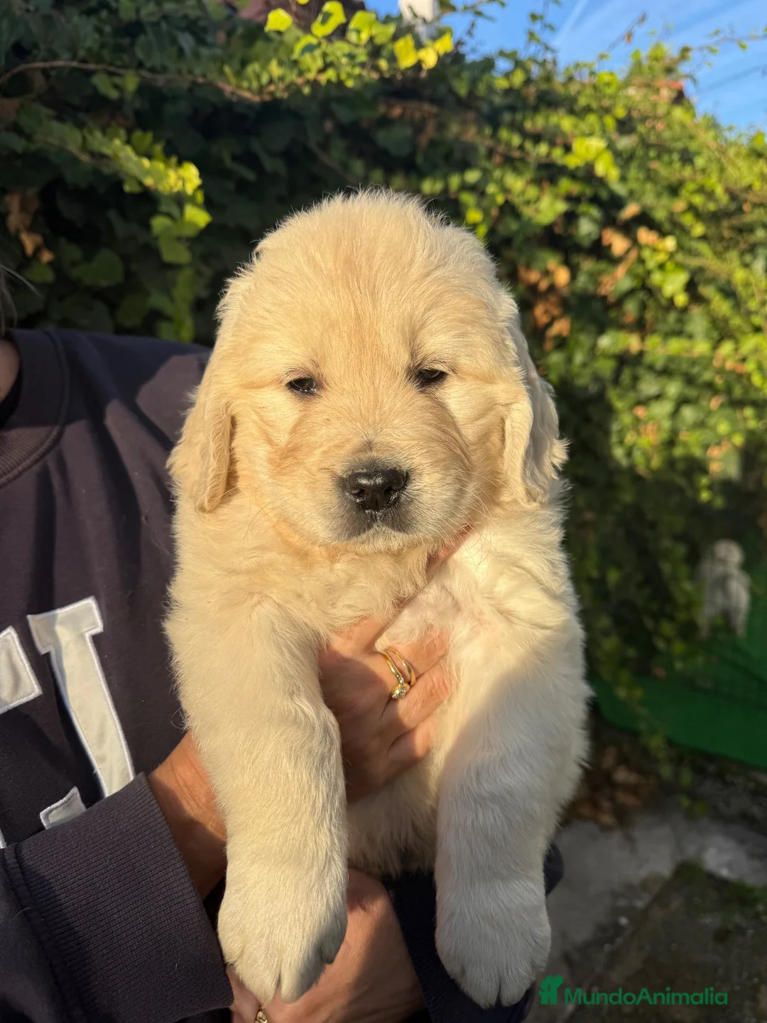 Golden Retriever perros en venta: golden retriever  - Anuncio 1