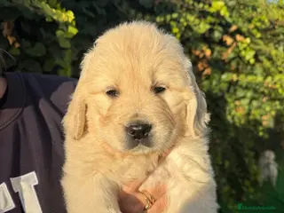 Golden Retriever perros golden retriever - Anuncio 1