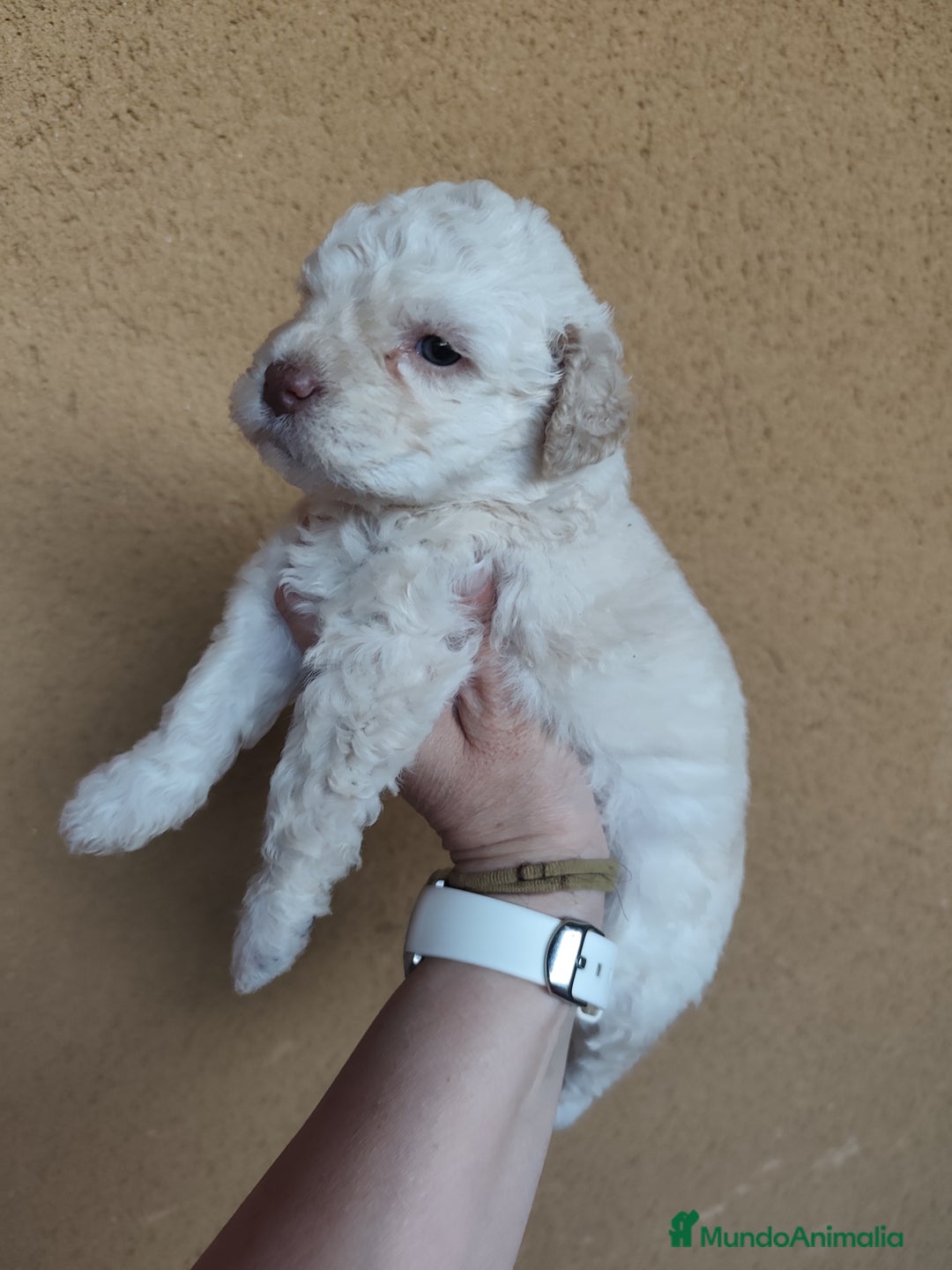 Perro de Agua Español perros en venta: Perros de agua en Segovia - Imagen 6
