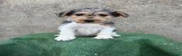 Fox Terrier de Pelo Duro perros en venta: Fox Terrier - Anuncio 4