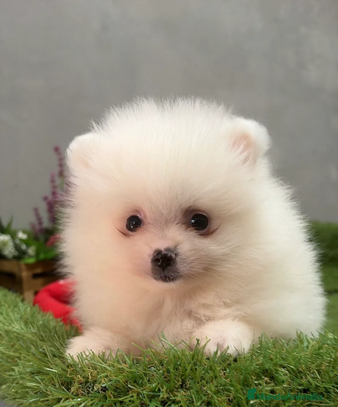 Pomerania perros en venta: Pomerania Macho Disponible  - Anuncio 1