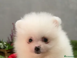 Pomerania perros Pomerania Macho Disponible - Anuncio 3