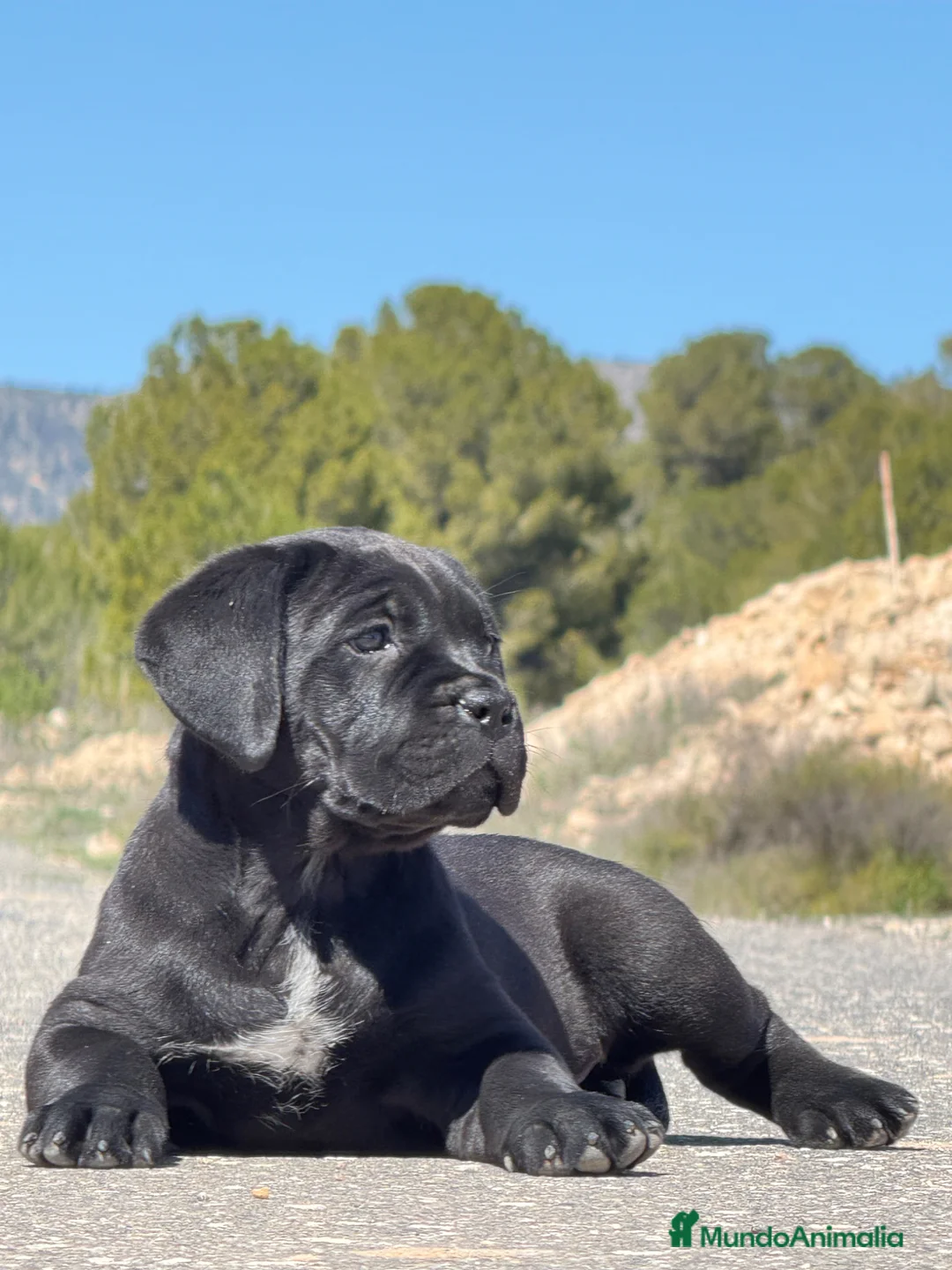 Cane Corso perros en venta: Cachorros de Cane Corso - Anuncio 5