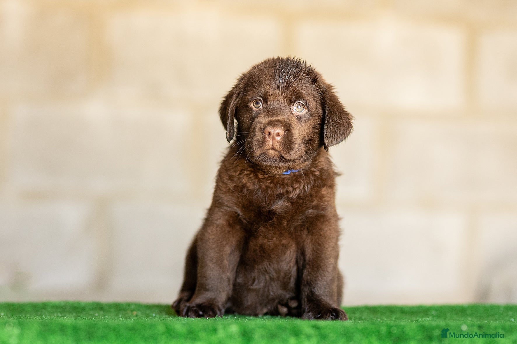 Labrador Retriever perros en venta: LABRADOR CHOCOLATE DISPONIBLE - Anuncio 8