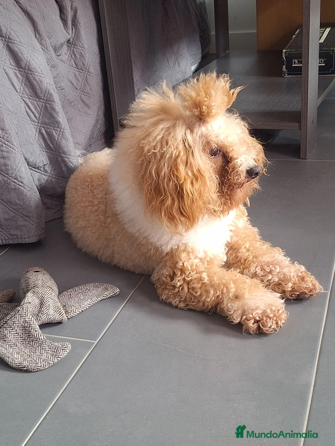 Caniche Toy perros en venta: CANICHES TOY BICOLOR - Anuncio 8