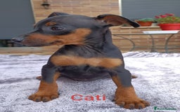 Pinscher Miniatura perros en venta: Pinscher Miniatura  - Imagen 18