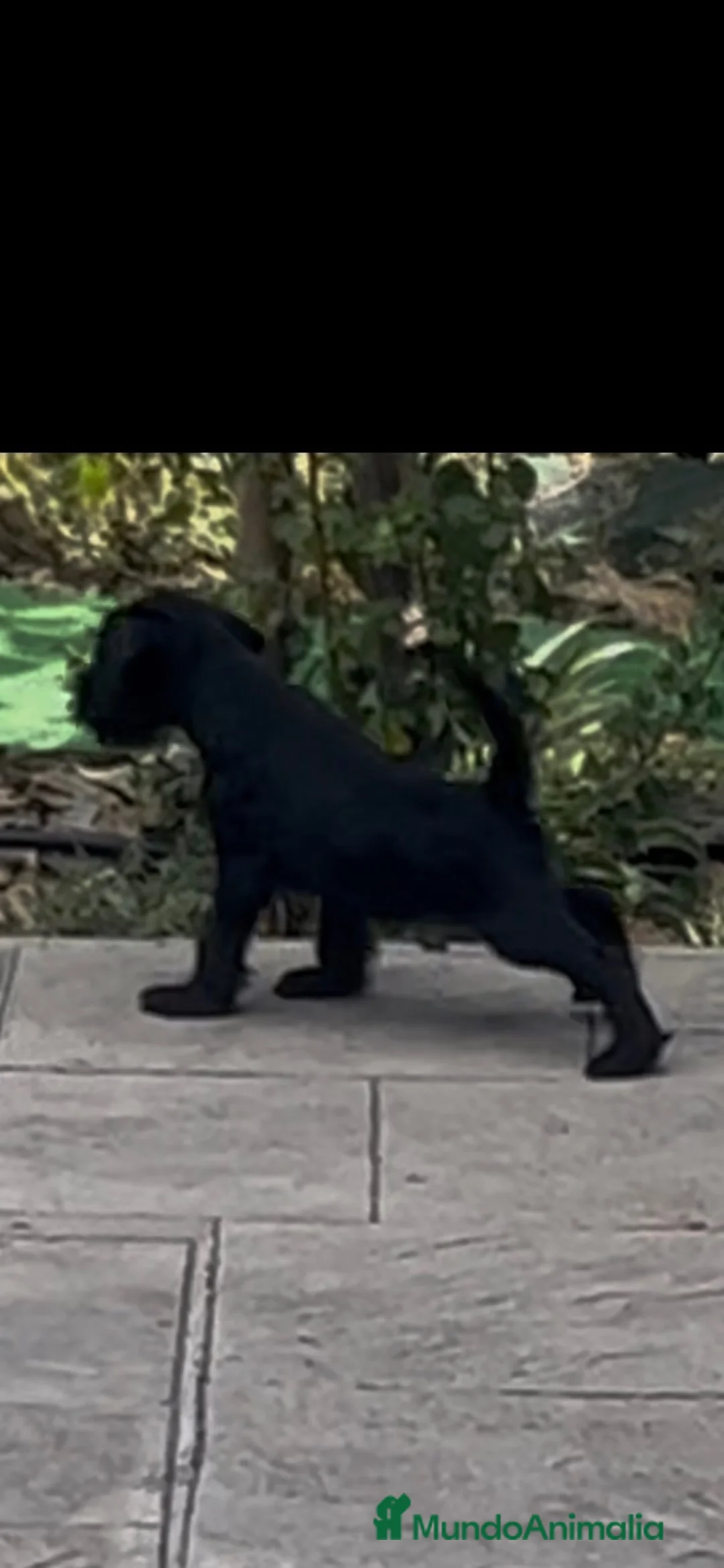 Schnauzer Miniatura perros en venta: Schnauzer miniatura negro  - Anuncio 2