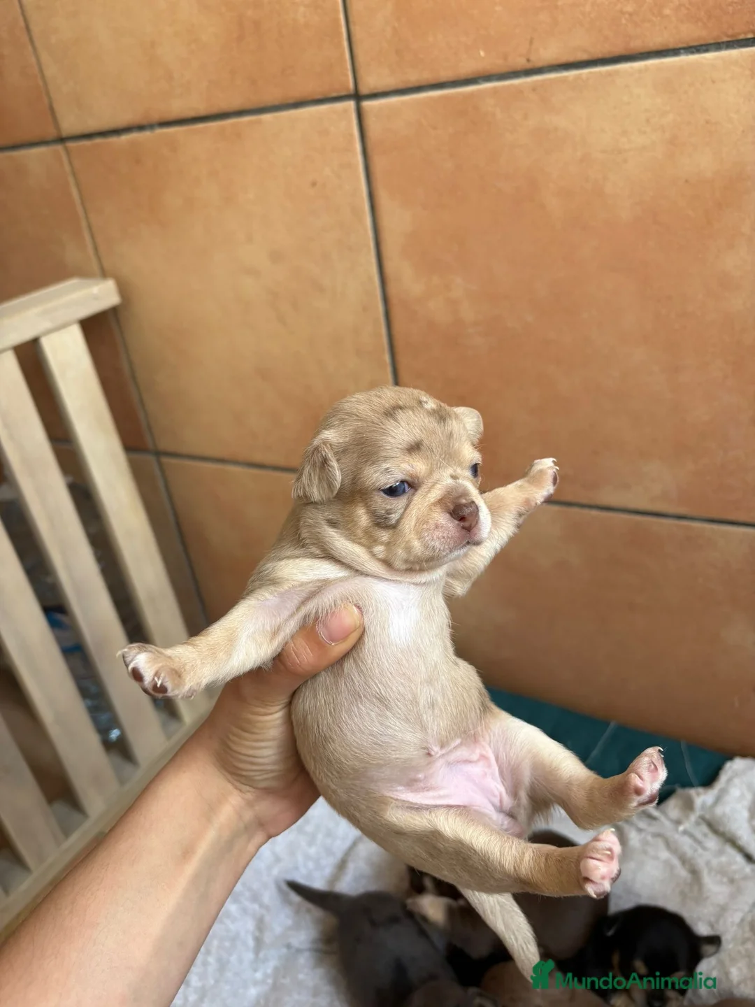 Chihuahua perros en venta: Chihuahua hembra disponible 🩷🐾 en Murcia - Anuncio 2