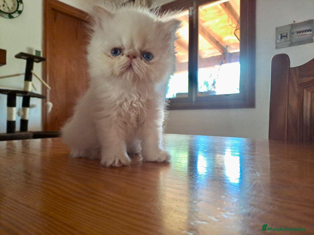 Persa gatos en venta: Persas himalayos - Imagen 2