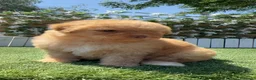 Perro de Agua Español perros en venta: PERRO DE AGUA ESPAÑOL - Anuncio 3