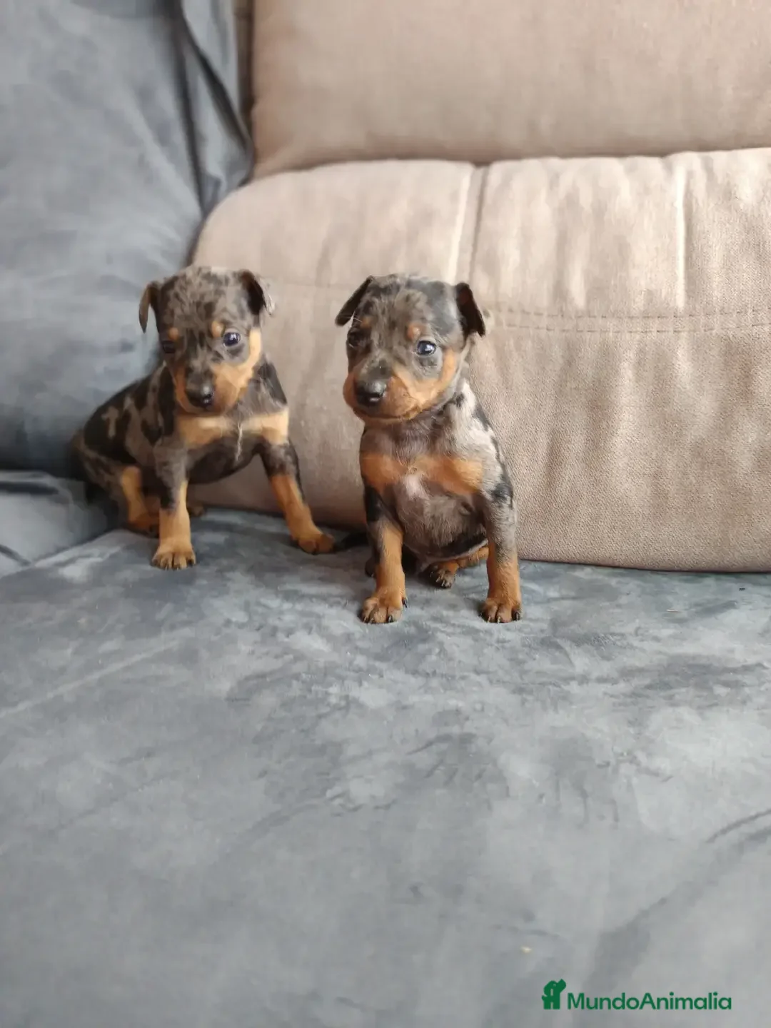 Pinscher Miniatura perros en venta: Pincher arlequín  en Badajoz - Anuncio 1