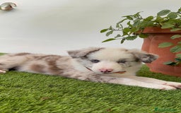 Border Collie perros en venta: BORDER COLLIE MACHO - Imagen 3