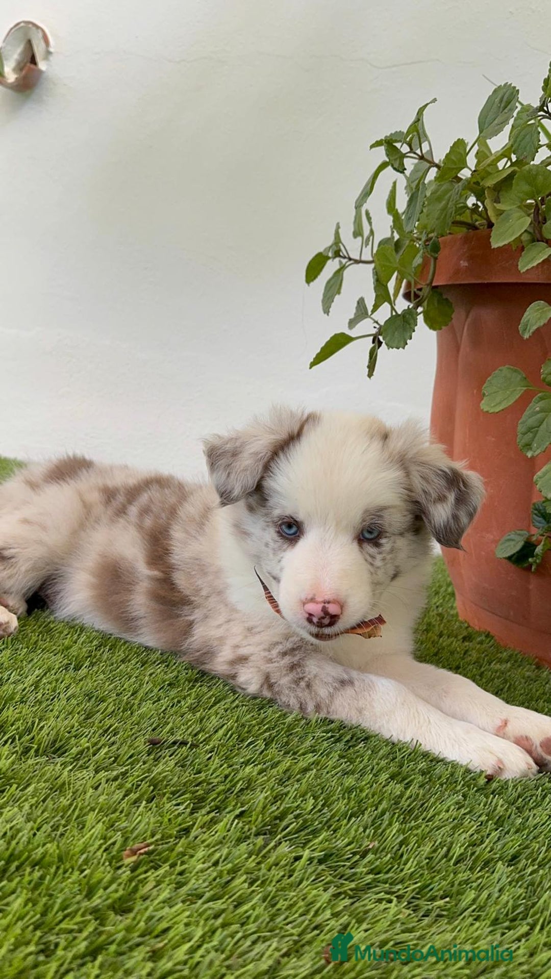 Border Collie perros en venta: BORDER COLLIE MACHO - Imagen 3