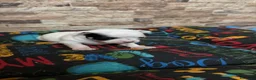 Chihuahua perros en venta: Chihuahua toy  - Anuncio 2