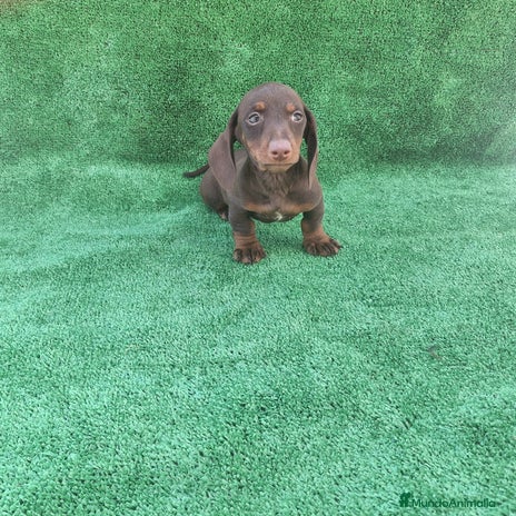 Teckel Miniatura perros TECKEL MINI CHOCOLATE - Anuncio 2