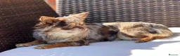 Chihuahua perros en venta: CHIHUAHUA PELO LARGO THELUXEPUPPYS  - Anuncio 2