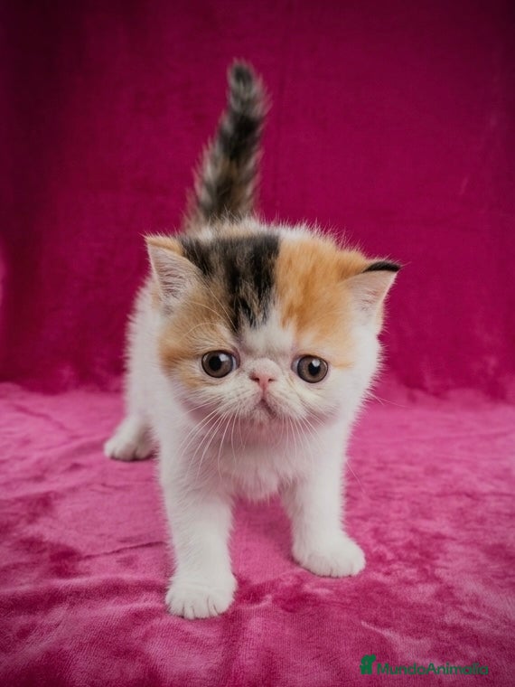 Exótico de Pelo Corto gatos Cesión Ética de Hembra Exótica - Anuncio 13