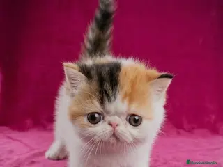 Exótico de Pelo Corto gatos Cesión Ética de Hembra Exótica - Anuncio 13