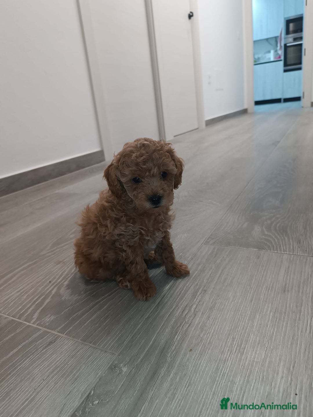 Caniche Toy perros en venta: CANICHE TOY - Anuncio 3