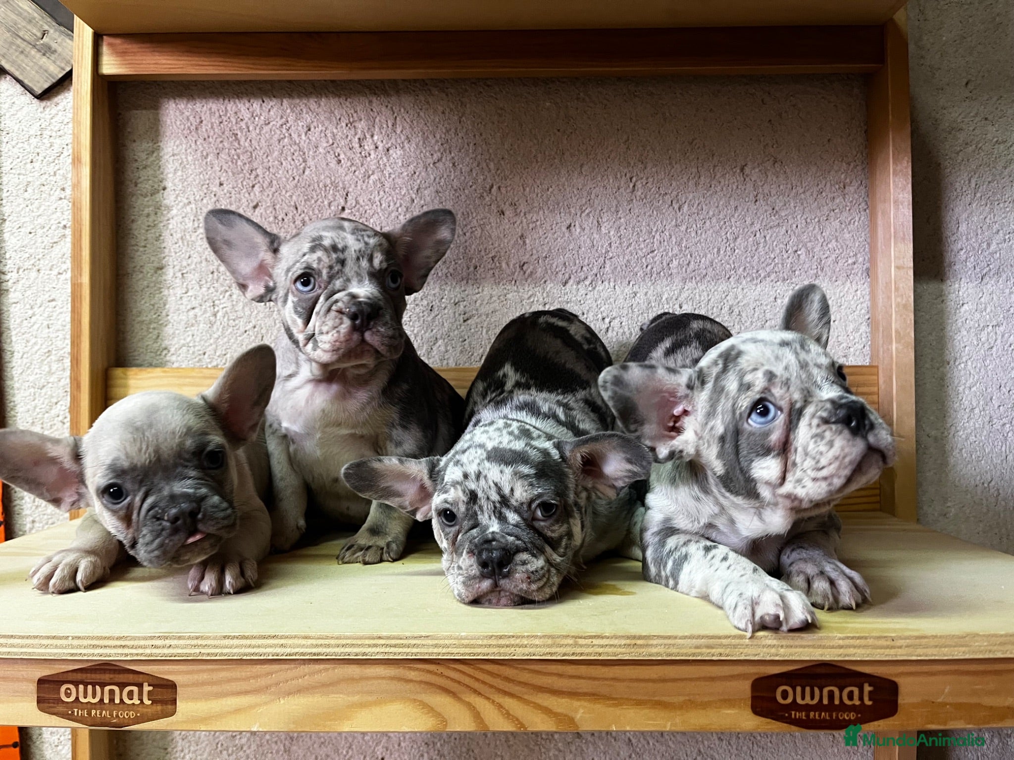 Bulldog Francés perros Bulldog francés  - Anuncio 2