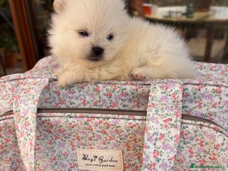 Pomerania perros - Anuncio 28