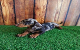 Teckel perros en venta: TECKEL - Imagen 2