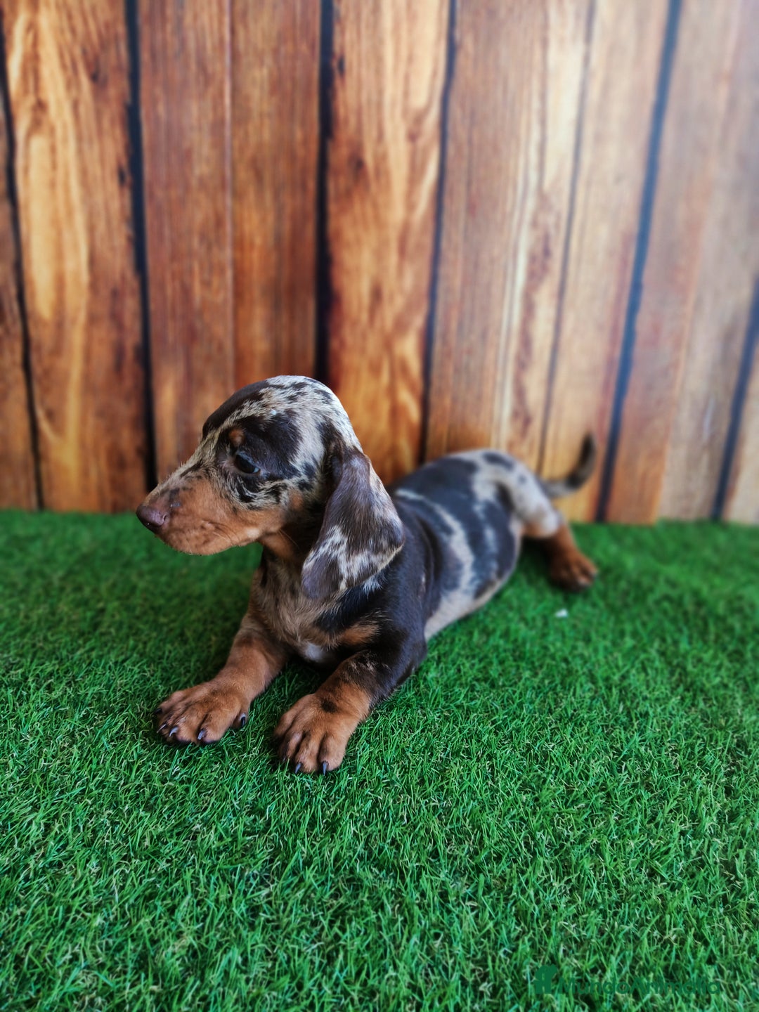 Teckel perros en venta: TECKEL - Imagen 2