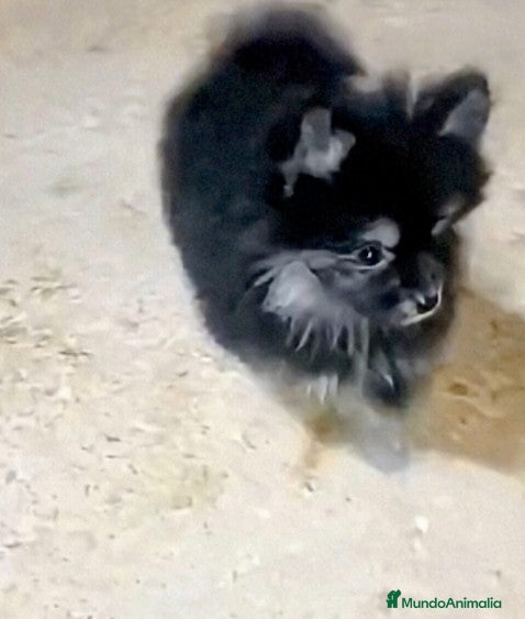 Pomerania perros POMERANIA MACHO CHIQUITÍN - Anuncio 1