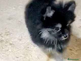 Pomerania perros POMERANIA MACHO CHIQUITÍN - Anuncio 1