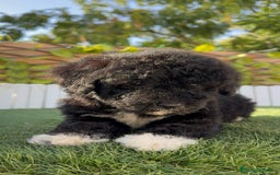 Perro de Agua Español perros en venta: PERRO DE AGUA HEMBRA - Imagen 12