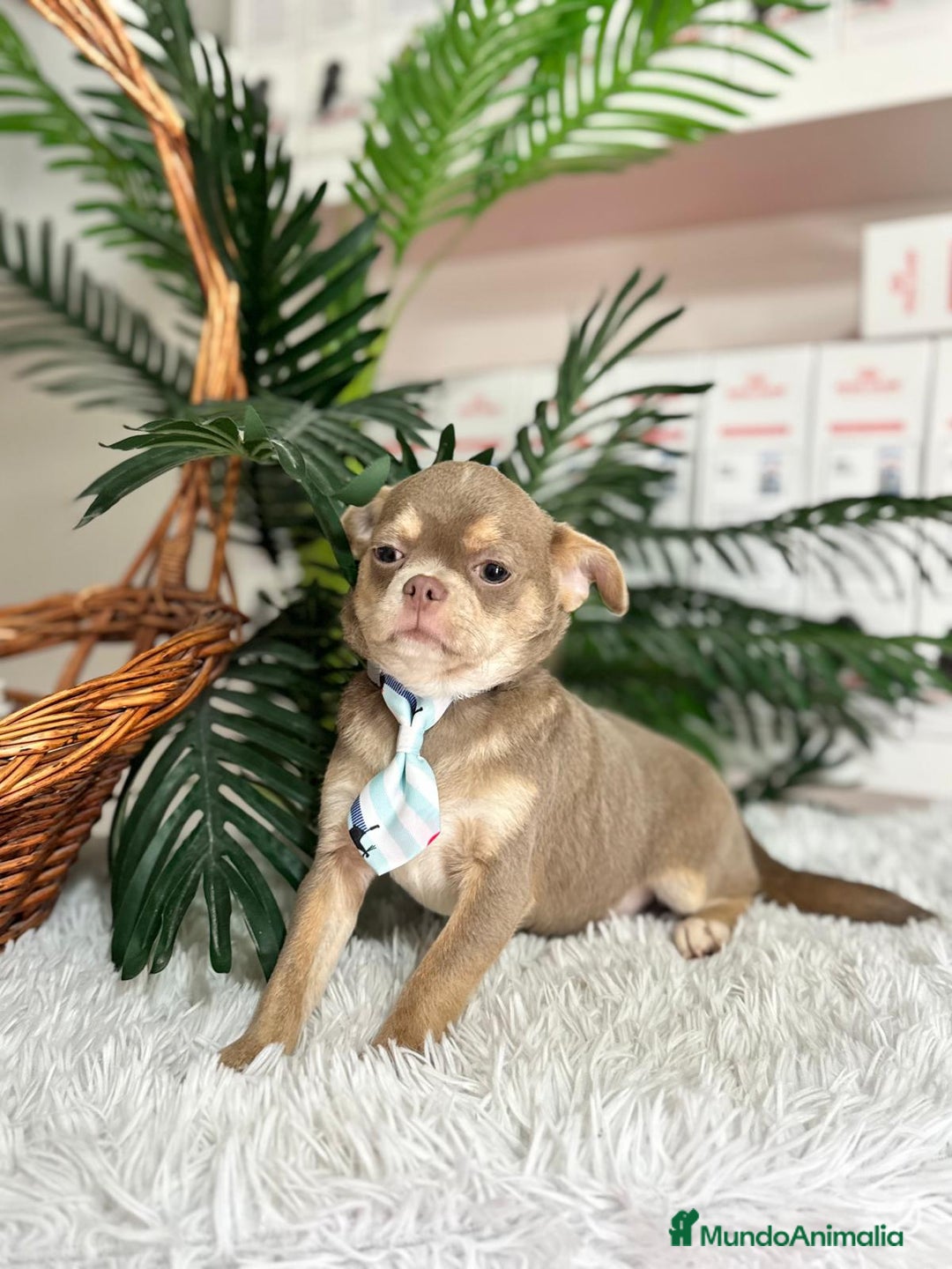 Chihuahua perros en venta: CHIHUAHUA MACHO - Anuncio 7