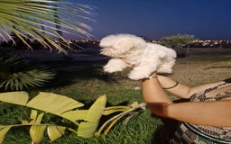Bichón Maltés perros en venta: Bichon maltes precio real  - Imagen 2