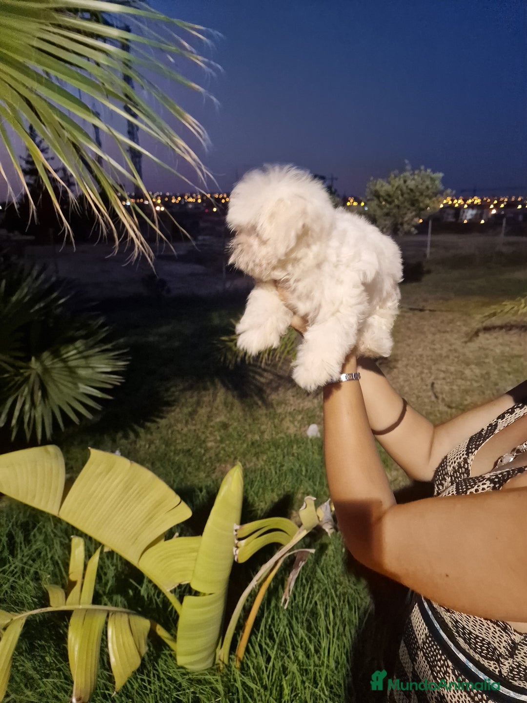 Bichón Maltés perros en venta: Bichon maltes precio real  - Imagen 2