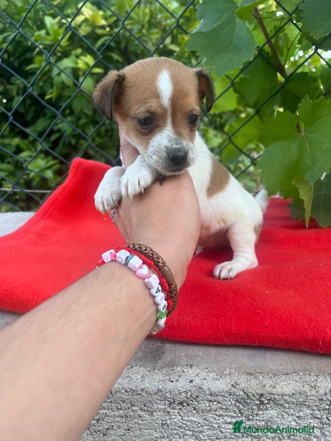 Raza Mixta perros en venta: PRECIOSOS EJEMPLARES (leer bien anuncio) - Anuncio 1