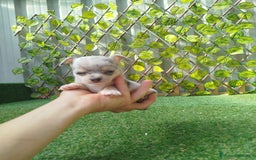 Chihuahua perros en venta: Chihuahua Toy merlé  - Anuncio 4