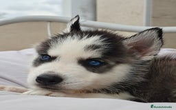 Husky Siberiano perros en venta: Husky siberiano ♀️♂️ DISPONIBLE  - Imagen 5