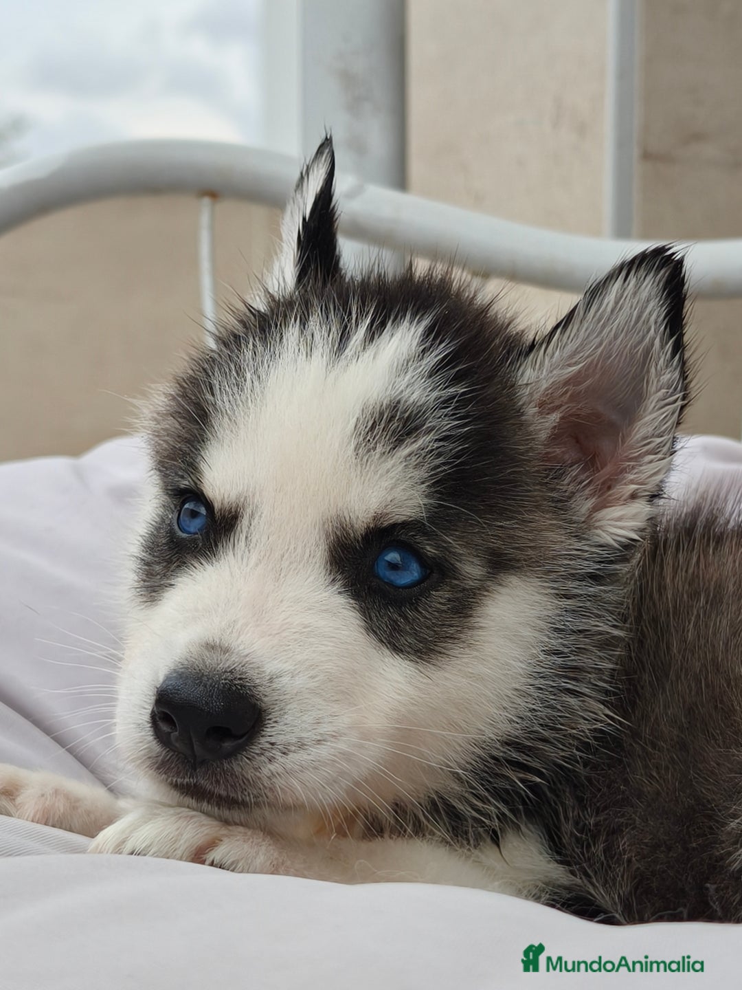 Husky Siberiano perros en venta: Husky siberiano ♀️♂️ DISPONIBLE  - Imagen 5