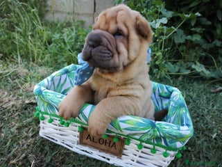 Shar Pei perros en Málaga - Anuncio 28