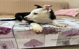 Border Collie perros en venta: Último border collie  - Imagen 6