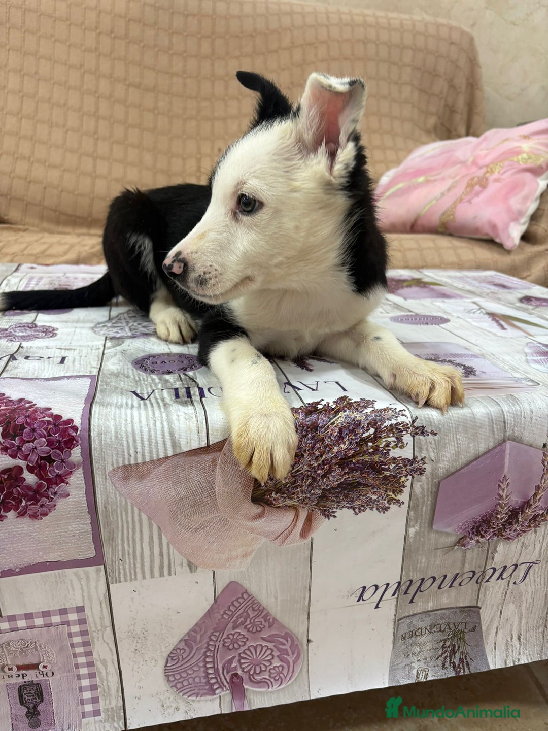 Border Collie perros en venta: Último border collie  - Imagen 6