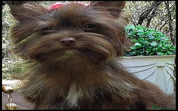 Yorkshire Terrier perros en venta: Hembras Yorkshire Chocolate  - Imagen 3